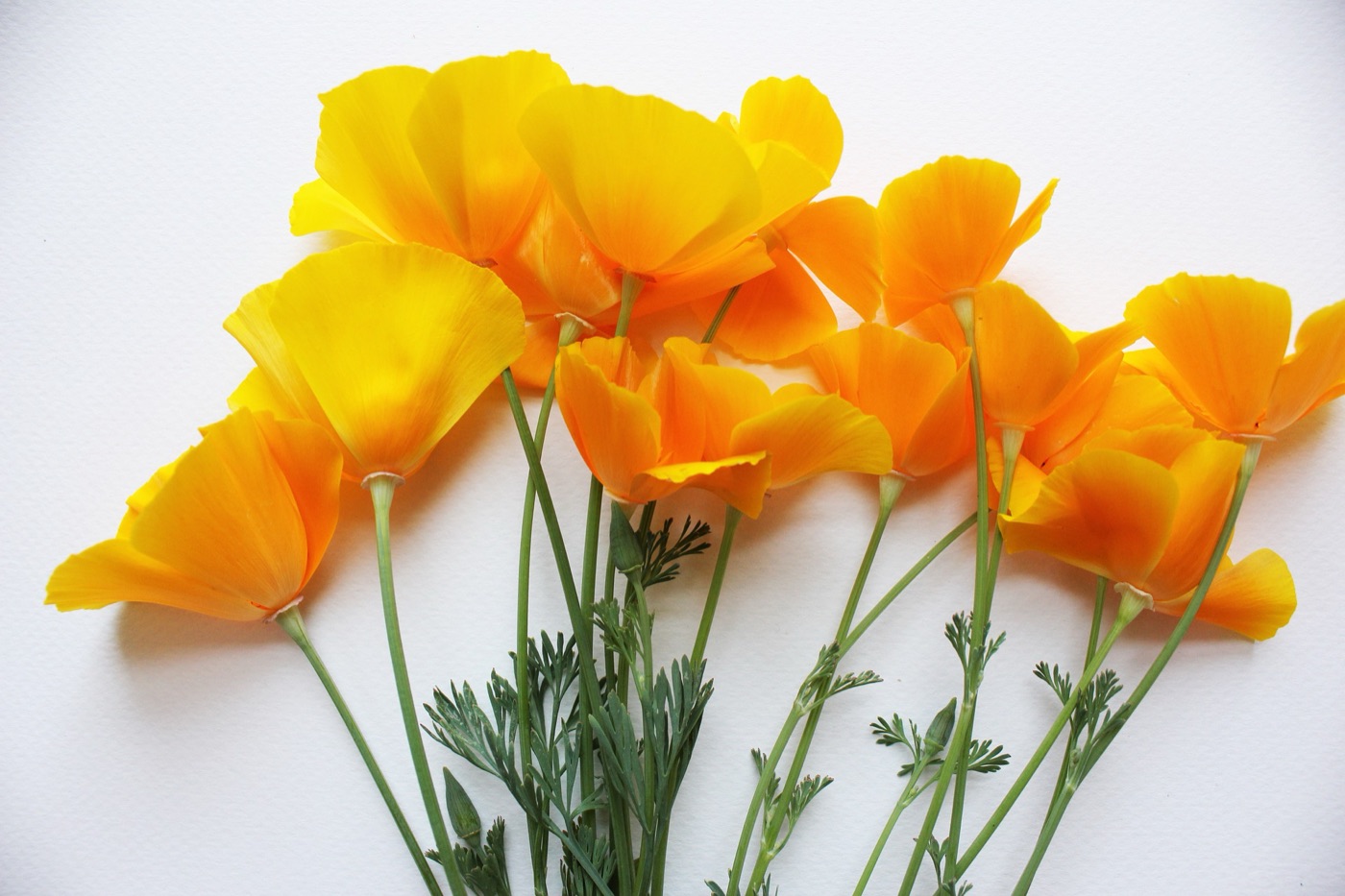 poppy