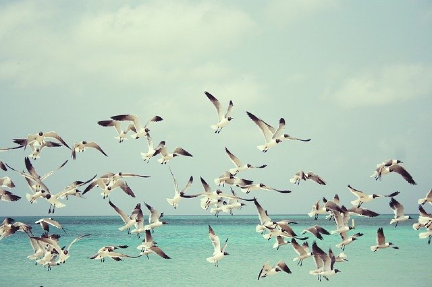 seagulls-815304_640